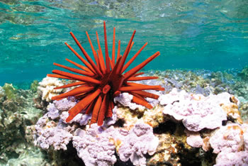 Photo showing a red pencil urchin found among the more than 7,000 species in the new Northwestern Hawaiian Islands Marine National Monument.