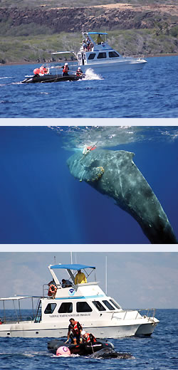 Photos showing efforts to disentangle a humpback whale in Hawaiian waters.
