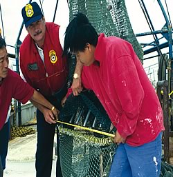 Photo showing a NOAA scientist and two fishermen, using the new, soft Turtle Excluder Device (TED) and a highly effective double-flap hard TED that the shrimp industry has adopted to reduce the incidental capture of endangered and threatened sea turtles.