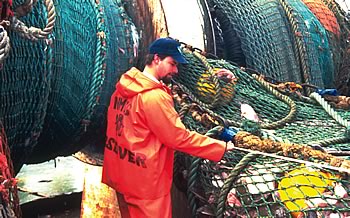 Photo showing a NOAA observer aboard a fishing vessel inspecting a catch held by a large fishing net.